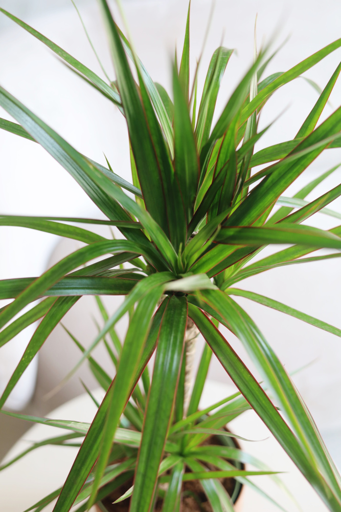 Драцена Маргината Драцена Маргината