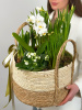 КОРЗИНА С ЛУКОВИЧНЫМИ ВЕСЕННИМИ ЦВЕТАМИ  И ОРХИДЕЕЙ №21