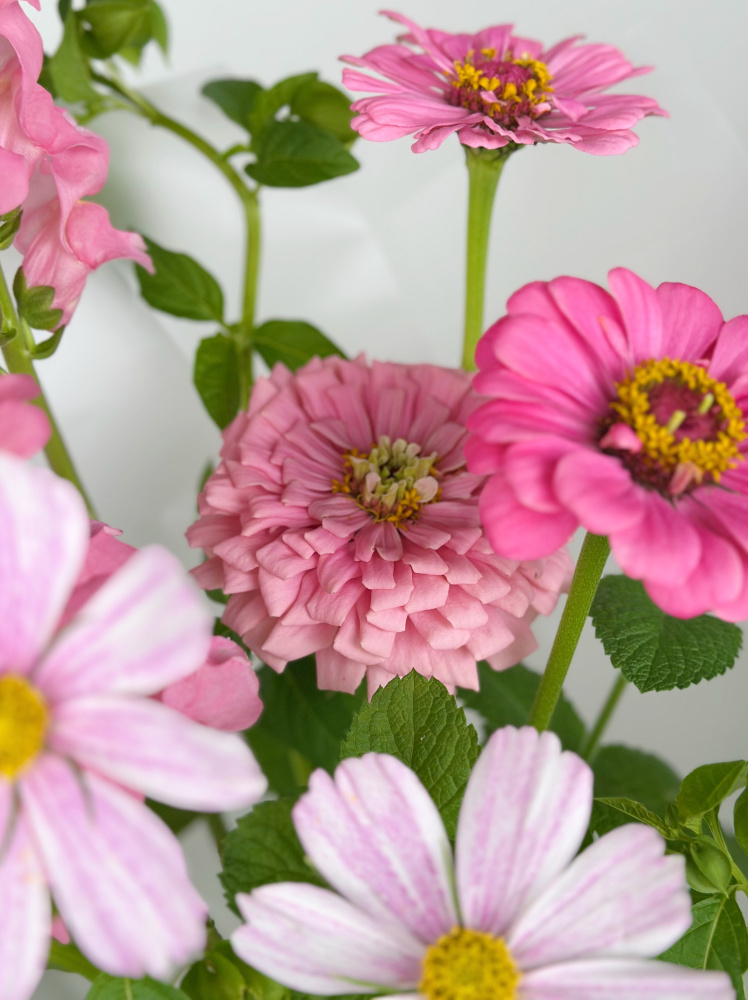 НЕЖНЫЙ БУКЕТ С ЦИННИЕЙ И КОСМЕЕЙ НЕЖНЫЙ БУКЕТ С ЦИННИЕЙ И КОСМЕЕЙ