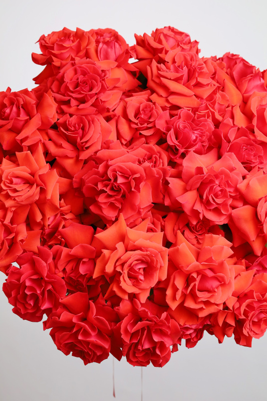 БУКЕТ 51 КРАСНАЯ ФРАНЦУЗСКАЯ РОЗА БУКЕТ 51 КРАСНАЯ ФРАНЦУЗСКАЯ РОЗА