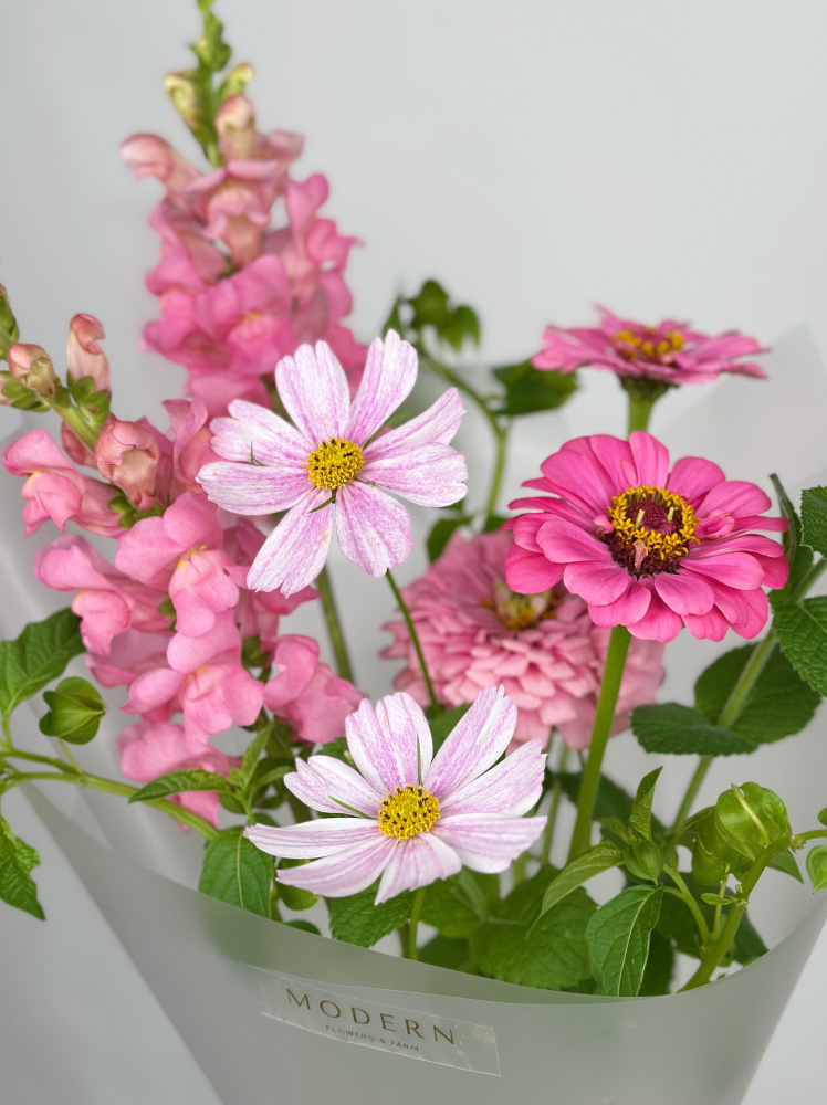 НЕЖНЫЙ БУКЕТ С ЦИННИЕЙ И КОСМЕЕЙ НЕЖНЫЙ БУКЕТ С ЦИННИЕЙ И КОСМЕЕЙ